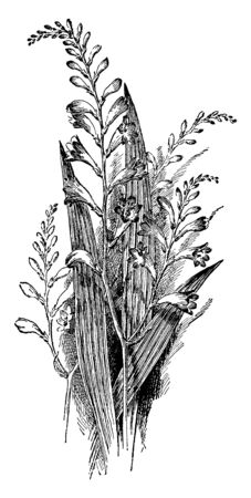 This is an image is of Tritonia Pottsii plant. They are species of flowering plants belonging to the Iris, vintage line drawing or engraving illustration.のイラスト素材