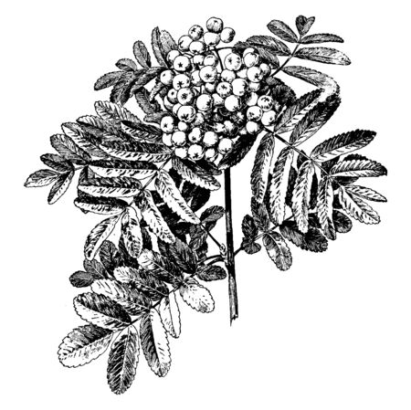 The trees branch are slender, the leaves are long and wide serrated. Fruit is the more widely and small size, vintage line drawing or engraving illustration.のイラスト素材