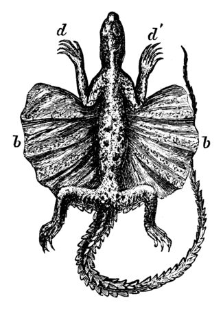Red Throated Dragon shows a large membranous expansion situated between the anterior, vintage line drawing or engraving illustration.のイラスト素材