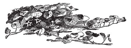 A picture shows the Squash Plant. The plant is long running, slightly prickly and often hairy and flowers are yellow and orange. It is also called as Curcurbita maxima, vintage line drawing or engraving illustration.のイラスト素材