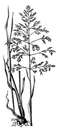 This picture showing of Rough stalked meadow grass they growing in hard soil the stem are very long and seed attached on branch head, vintage line drawing or engraving illustration.のイラスト素材