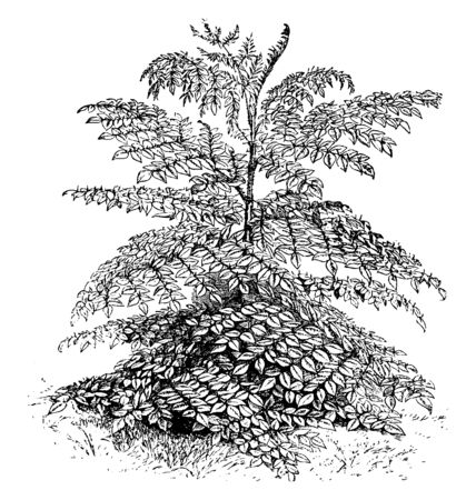 A picture shows Aralia Chinensis Flowers Plant. It is commonly known as Chinese angelica tree, deciduous, suckering, spiny-stemmed small tree or large shrub that typically grows tall and flower white, vintage line drawing or engraving illustration.のイラスト素材