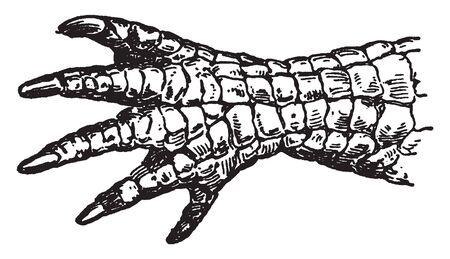 Alligator is a crocodilian in the genus Alligator of the family Alligatoridae, vintage line drawing or engraving illustration.のイラスト素材