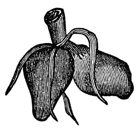 This picture showing a didymous root. The roots are thick and short. Roots attached to stems. The stems is rounded, vintage line drawing or engraving illustration.のイラスト素材