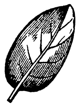 This is ovate leaf. An ovate leaf is described as being broadest below the middle and a simple way to remember this leaf that it is "egg-shaped, vintage line drawing or engraving illustration.のイラスト素材