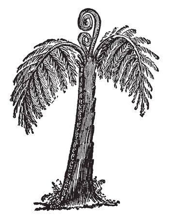 A picture of Giant Tree Fern. The Fern is a leafy plant springing which is grows on the surface of the ground, vintage line drawing or engraving illustration.のイラスト素材