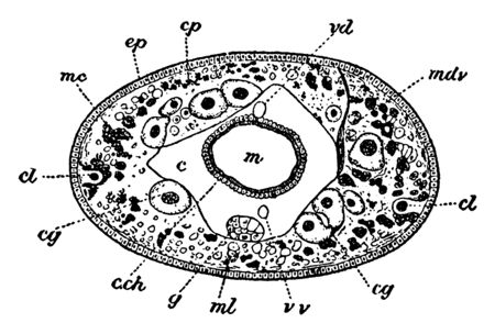 Sectional View of Acanthobdella is a member of the annelid family and Coelomic epithelium is present, vintage line drawing or engraving illustration.のイラスト素材