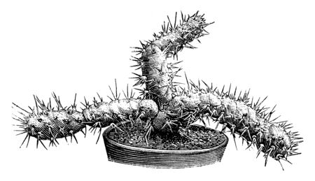 A picture showing the plant of Optunia Brachyarthra which is a variety of prickly pear. The flowers are very small, vintage line drawing or engraving illustration.のイラスト素材