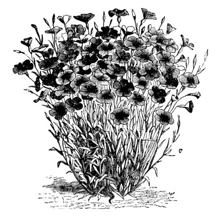 This is a bunch of flowers of Agrostemma Coeli and also known as Rosa Purpurea Flowers. It has dark purple flowers, vintage line drawing or engraving illustration.のイラスト素材