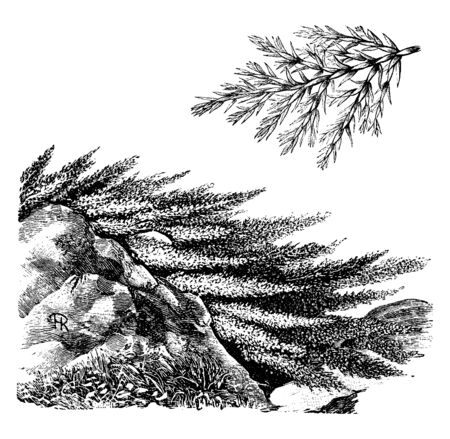 Juniperus Sabina is a species of juniper native to the mountains of central and southern Europe, Asia & Siberia. The leaves are like scale and small, shrub grows up to eight feet tall, vintage line drawing or engraving illustration.のイラスト素材