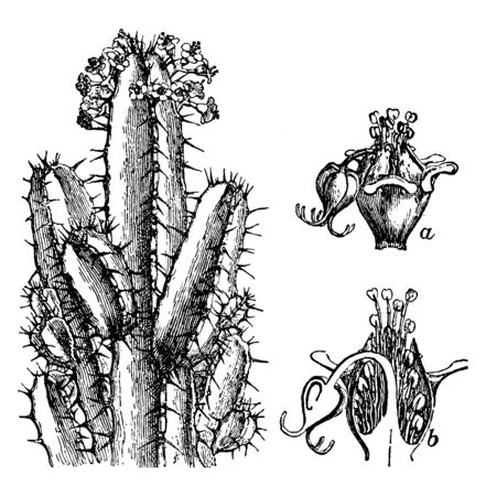 A picture shows Resin Spurge Plant. It is superficially resembles a cactus and a shows involucre with enclosed flowers, b shows section of same. It is low growing plant, vintage line drawing or engraving illustration.のイラスト素材
