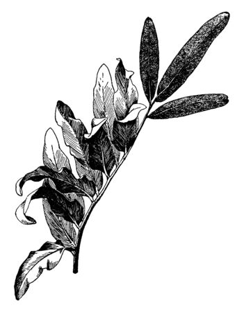 This is an Acrostichum Aureum. The Acrostichum aureus fern is three to eight feet long. The leaves are glossy, broad and pinnate. It is found in tropical and sub-tropical areas around the world, vintage line drawing or engraving illustration.のイラスト素材