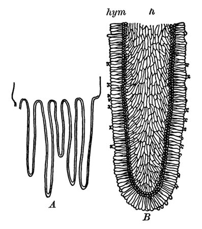This is a structural image of Fungus Gills and it belongs to both edible and poisonous species of mushrooms, vintage line drawing or engraving illustration.のイラスト素材