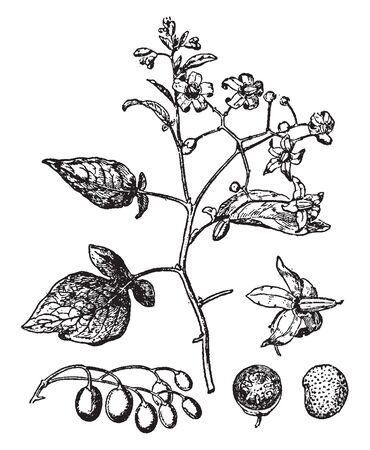 The leaves are long, arrow shaped. The fruit is an ovoid berry and flower cluster loose cluster with five petals, vintage line drawing or engraving illustration.のイラスト素材