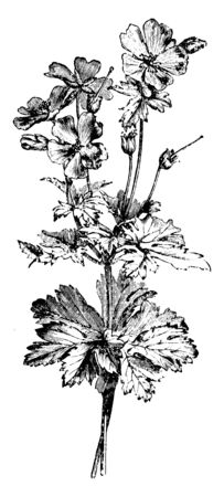 A picture is showing Flowering Branch of Geranium Ibericum Platypetalum. This is a herbaceous plant. It belongs to Geraniaceae family. Flowers are violet, with reddish streaks, vintage line drawing or engraving illustration.のイラスト素材