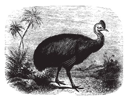 Cassowary is a large flightless bird native to Australia and New Guinea, vintage line drawing or engraving illustration.のイラスト素材