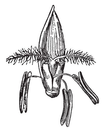 This pictures showing grass flowers bud, grow outside the stigma flowers covered by petal, vintage line drawing or engraving illustration.のイラスト素材