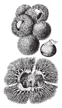The image shows the nut and bur of a chinquapin shrub also known as Castanea Pumila. The fruit is a golden-colored cupule 2-3 cm in diameter with many sharp spines, maturing in autumn, vintage line drawing or engraving illustration.のイラスト素材