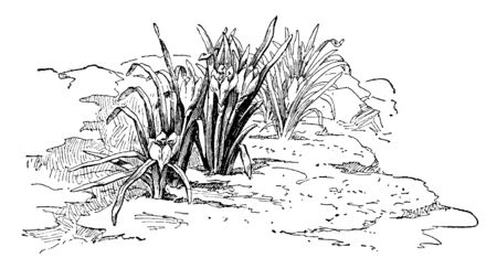 It is flowering plant. It is an ornamental plant with yellow flowers. It has narrow, dark green leaves, vintage line drawing or engraving illustration.のイラスト素材