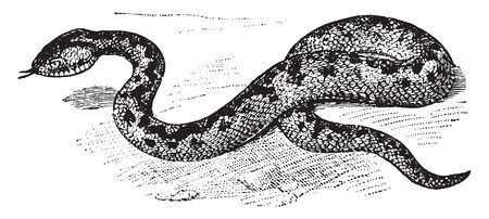 Adder is a venomous snake that is extremely widespread and can be found throughout most of Western Europe, vintage line drawing or engraving illustration.のイラスト素材