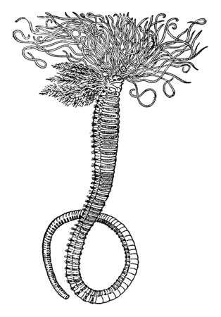 Amphitrite Ornata is a species of marine polychaete worm in the family Terebellidae, vintage line drawing or engraving illustration.のイラスト素材