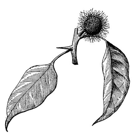 A picture showing of the branch from an Osage-orange plant with female inflorescence. It has leaves in the limelight and has got orange fruit, vintage line drawing or engraving illustration.のイラスト素材