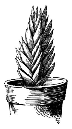 A picture shows the Apicra Pentagona plant. The flowers are a greenish color and stem are erect. The leaves are somewhat triangular and are white dotted. It is a flowering plant shown potted, vintage line drawing or engraving illustration.のイラスト素材