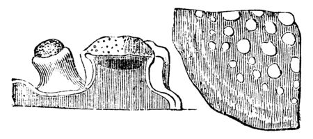 Lichens come in many colours, sizes, and forms.They can even grow inside the solid rock, vintage line drawing or engraving illustration.のイラスト素材