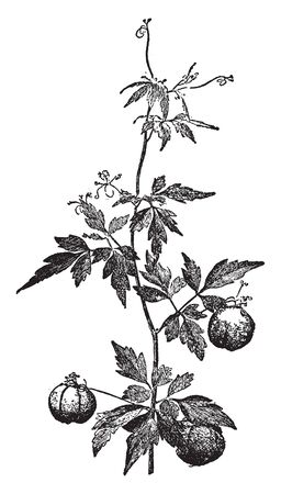 Cardiospermum Halicacabum is known as balloon plant. It is native to southeast Africa and used as an ornamental plant. The name "Balloon plant" is an allusion to the swelling bladder-like fruit, vintage line drawing or engraving illustration.のイラスト素材