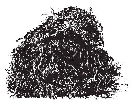 This is image of Stack of Alfalfa. Its matured leaflets are elongated. It has clusters of small purple flowers followed by fruits spiralled in 2 to 3 turns containing 10-20 seeds, vintage line drawing or engraving illustration.のイラスト素材