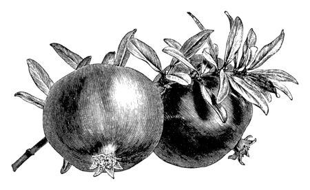 A picture is showing branch of Pomegranate tree with its fruits. Pomegranate is a red fruit filled with dozens of seeds cased in a juicy membrane, vintage line drawing or engraving illustration.のイラスト素材