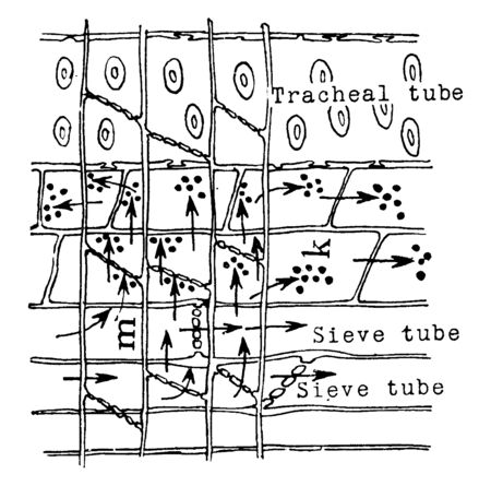 A diagram to show the foods of the leaves that descend through the sieve tubes and that are stored in the cells of the medullary ray and the parenchyma of the xylem, vintage line drawing or engraving illustration.