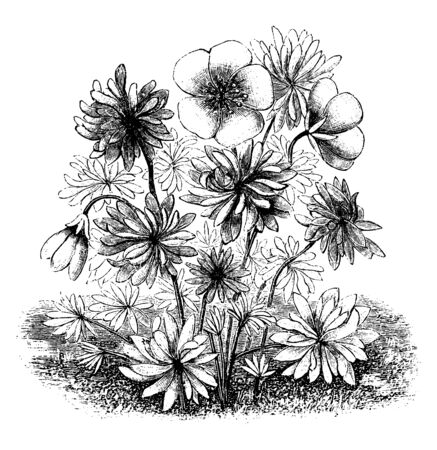 A picture is showing Geranium Argenteum. This is an ornamental plant, which belongs to Geraniaceae family. Its flowers are pale red with darker stripes. This plant is native to Europe, vintage line drawing or engraving illustration.のイラスト素材