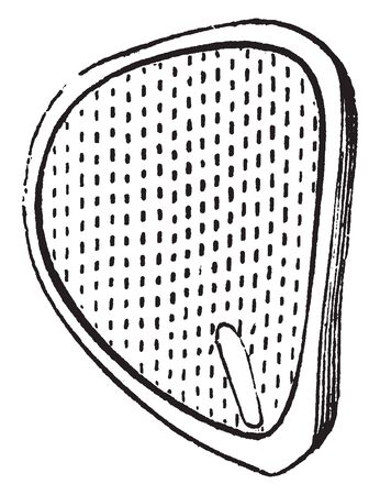 This is showing embryo, it is oval shape. Embryo plant develops inside, vintage line drawing or engraving illustration.のイラスト素材