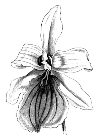 Miltonia spectabilis flowers are in pure white color. The size of this flower is three to four inches. These flowers are blooming in winter, vintage line drawing or engraving illustration.のイラスト素材