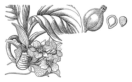 Tacca integrifolia, the white bat flower, is a species of flowering plant in the yam family is an herb growing from a thick, cylindrical rhizome. The leaf blades are borne on long stems, vintage line drawing or engraving illustration.のイラスト素材