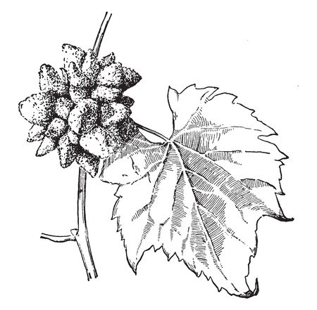 A picture is showing Gall. This is a Gall on the stem of grape. Gall is an abnormal outgrowth of plant. It looks like a seed pods, vintage line drawing or engraving illustration.のイラスト素材