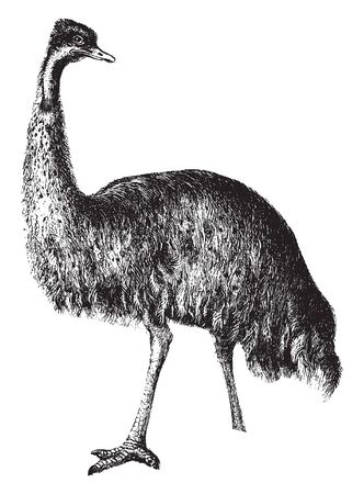Emu is a native of Australia is nearly as large as the Ostrich but has shorter legs, vintage line drawing or engraving illustration.のイラスト素材