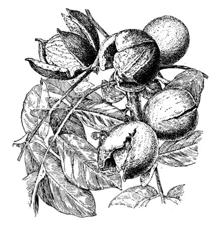 In this picture are a walnut species black walnut. Which is round and butternuts are more oval-oblong shaped, vintage line drawing or engraving illustration.のイラスト素材