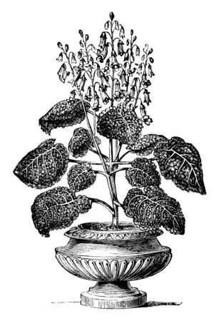It is a flower plant called Gesnera Refulgens, this flower is a rich and dark red color. The flowers bloom in warm weather and this plant length is 1 to 1.50 feet, vintage line drawing or engraving illustration.のイラスト素材