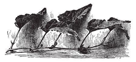 Calabazilla is the common name of curcurbita foetidissima. The leaves are large, heart shaped, and triangular. Plant found in the central and southwestern United States and northern Mexico, vintage line drawing or engraving illustration.のイラスト素材