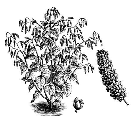 A picture is showing Princes Feather, commonly known as Polygonum orientale. This is an ornamental plant. It belongs to Polygonaceae family. It includes of red drooping flowers and egg-shaped leaves, vintage line drawing or engraving illustration.のイラスト素材