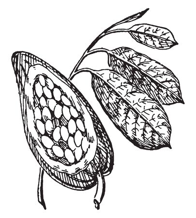 The cocoa also called cacao bean, Cocoa is the seed of the cacao tree, vintage line drawing or engraving illustration.のイラスト素材