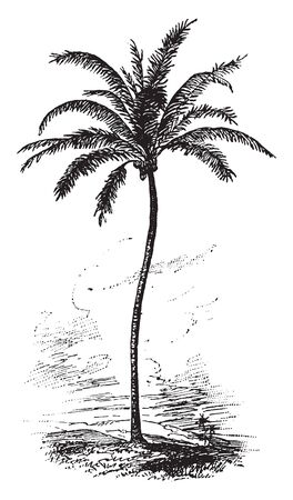 A picture of Coconut palm which is a palm tree having long leaves up to 4 to 6 metres long, vintage line drawing or engraving illustration.のイラスト素材