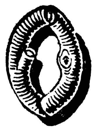 A letter O in rustic letter design, vintage line drawing or engraving illustrationのイラスト素材