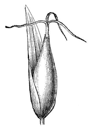 This is image of Shining Flats edge its look like bud and it is a common species of sedge, vintage line drawing or engraving illustration.のイラスト素材