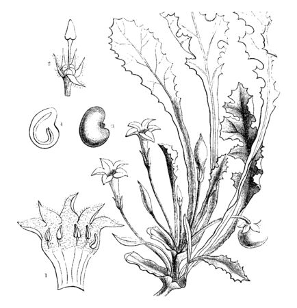 In this frame is shown the process from the flower to the fruit. In it the tree is seen in the fruit of its blossom and from that prepared, vintage line drawing or engraving illustration.のイラスト素材