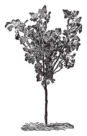 This is the Picture of Currant Training. Currants are small dried black grapes, which is used especially in cakes, vintage line drawing or engraving illustration.のイラスト素材