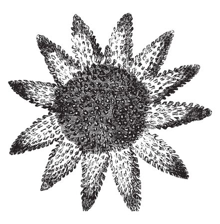 Common European sea star measures from nine to twelve inches across and feeds ravenously on shell fish, vintage line drawing or engraving illustration.のイラスト素材