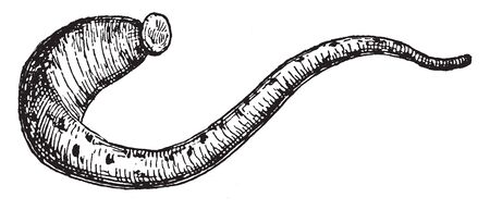 Medicinal Leech is a leech used in bloodletting, vintage line drawing or engraving illustration.のイラスト素材